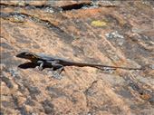 Little dragon, Flinders Ranges NP, SA: by thomasz, Views[175]