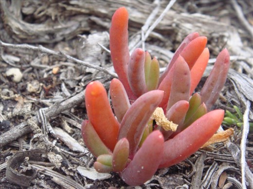 Remarkable, Fitzgerald NP, WA