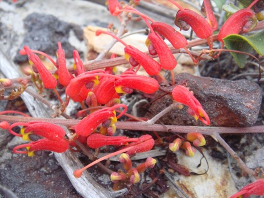 Little red tongues, Fitzgerald NP, WA