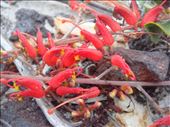 Little red tongues, Fitzgerald NP, WA: by thomasz, Views[181]