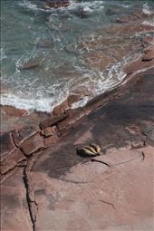 Trinity, Point Labatt Conservation Park, SA: by thomasz, Views[164]