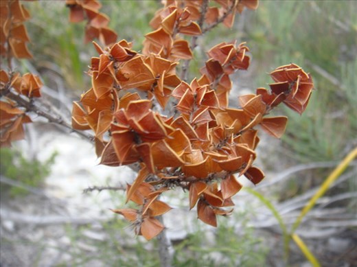 Shapes, Fitzgerald NP, WA