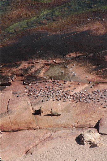 Male sea-lions having a stand-off, Point Labatt Conservation Park, SA