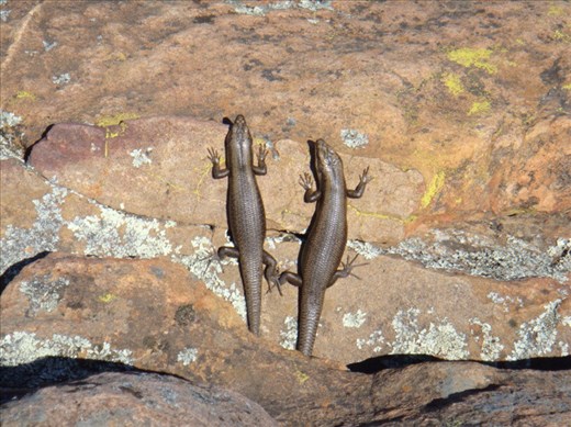 2 skinks, St Mary Peak, Flinders Ranges NP, SA