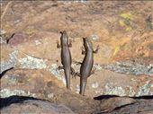 2 skinks, St Mary Peak, Flinders Ranges NP, SA: by thomasz, Views[182]