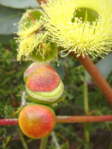 Lots of color, Fitzgerald NP, WA