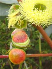 Lots of color, Fitzgerald NP, WA: by thomasz, Views[223]