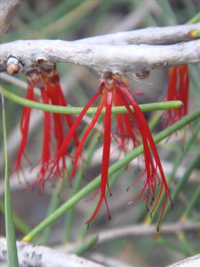 Red tentacles, Fitzgerald NP, WA
