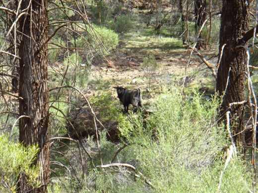 Mountain goat, Flinders Ranges NP, SA