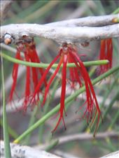 Red tentacles, Fitzgerald NP, WA: by thomasz, Views[162]