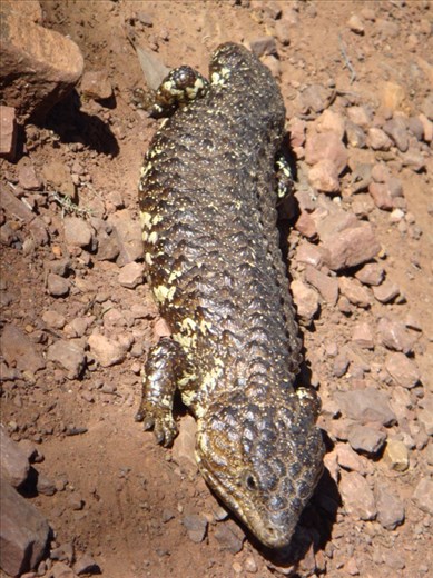 Blue tongue lizard, Flinders Ranges NP, SA