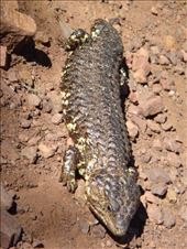 Blue tongue lizard, Flinders Ranges NP, SA: by thomasz, Views[403]