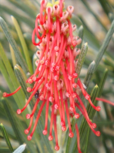 Red tears, Fitzgerald NP, WA