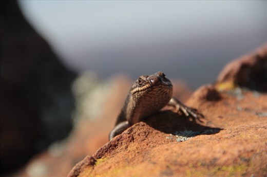 Skink, St Mary Peak, Flinders Ranges NP, SA