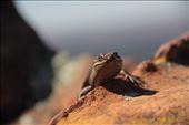 Skink, St Mary Peak, Flinders Ranges NP, SA: by thomasz, Views[149]