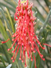 Red tears, Fitzgerald NP, WA: by thomasz, Views[121]