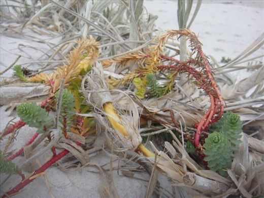 Contrasts, Fitzgerald NP, WA