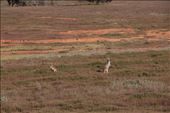 Kangaroos, Flinders Ranges NP, SA: by thomasz, Views[160]