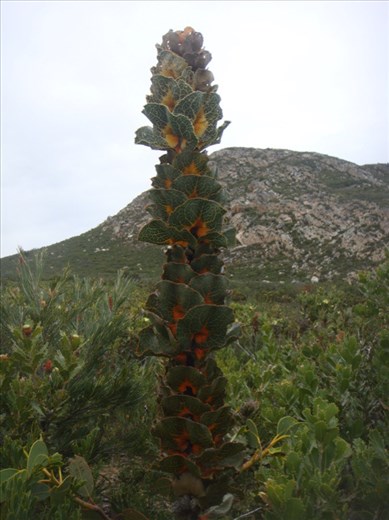 Royal Hakea, Fitzgerald NP, WA