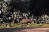Emu with chicks, Flinders Ranges NP, SA: by thomasz, Views[159]