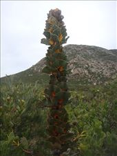 Royal Hakea, Fitzgerald NP, WA: by thomasz, Views[183]