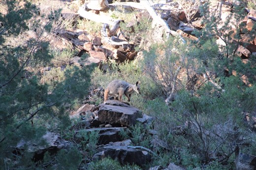 Yellow-footed rock-wallaby (endangered), Flinders Ranges NP, SA
