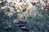 Yellow-footed rock-wallaby (endangered), Flinders Ranges NP, SA: by thomasz, Views[150]