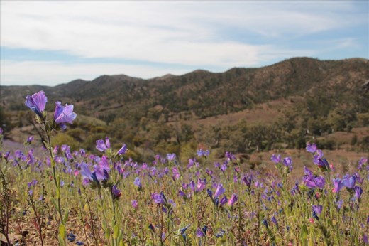 Wildflowers, Flinders Ranges NP, SA