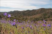 Wildflowers, Flinders Ranges NP, SA: by thomasz, Views[199]