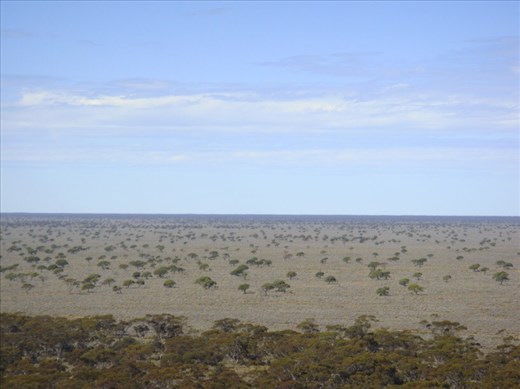 African savanna?, Madura, Eyre Hwy, WA