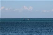 2 southern right whales jumping out of the water, Port Elliot, SA: by thomasz, Views[227]