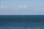 2 southern right whales jumping out of the water, Port Elliot, SA: by thomasz, Views[176]