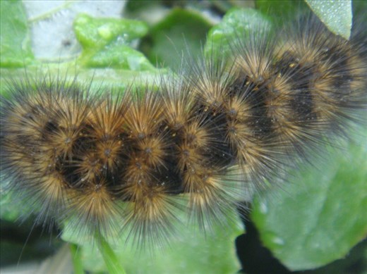 Caterpillar, Cape Bridgewater, Vic