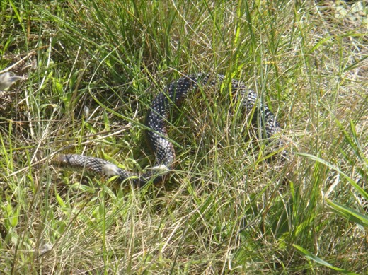 Snake, Cape Bridgewater, Vic