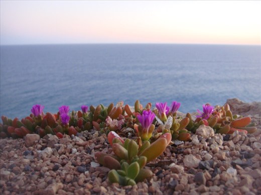 Multi-colored, Bunda Cliffs, SA