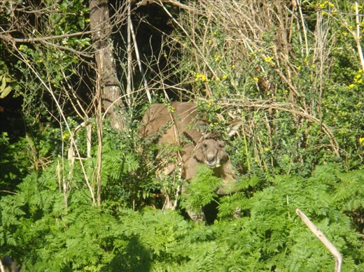 Massive roo, Tower Hill Reserve, Vic