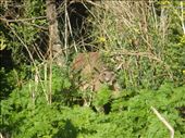 Massive roo, Tower Hill Reserve, Vic: by thomasz, Views[171]