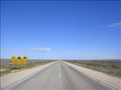 Crossing the Nullarbor Plain, Eyre Hwy, SA: by thomasz, Views[148]