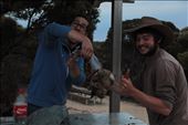 Skinning a rabbit for dinner, Fitzgerald NP, WA: by thomasz, Views[163]