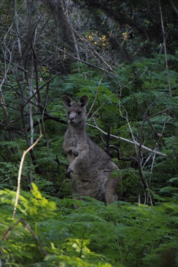 Roo, Tower Hill Reserve, Vic