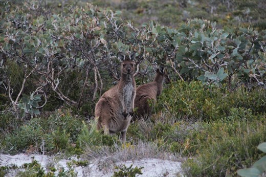 Kangaroos, Fitzgerald NP, WA