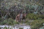 Kangaroos, Fitzgerald NP, WA: by thomasz, Views[200]
