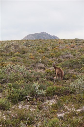 Roo, Fitzgerald NP, WA
