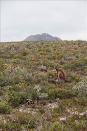 Roo, Fitzgerald NP, WA: by thomasz, Views[170]