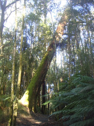 'The Michael Jackson of trees', Great Otway NP, Vic