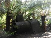 Boiler of a former sawmill , Great Otway NP, Vic: by thomasz, Views[162]