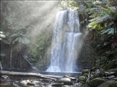 Rays of sunlight, Beauchamp Falls, Great Otway NP, Vic: by thomasz, Views[169]