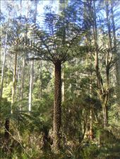 Fern tree, Lake Elizabeth, Vic: by thomasz, Views[235]