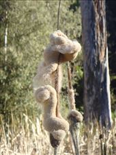 Reed, Lake Elizabeth, Vic: by thomasz, Views[395]