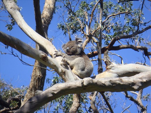 Koala, Cape Otway, GOR, Vic